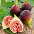 Rooted Fig Fruit Tree Cutting 17” - Live Plant with Pot - Easy to Grow, Ready to Plant