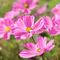 Gloria Cosmos Seeds | Non-GMO | Pink Blooms | Attracts Pollinators | Fast Growing |