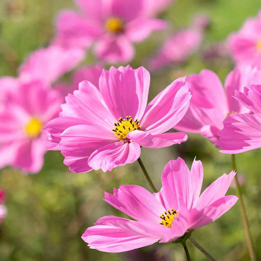 Gloria Cosmos Seeds | Non-GMO | Pink Blooms | Attracts Pollinators | Fast Growing |
