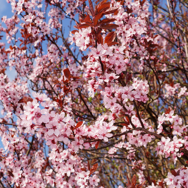 Prunus Cerasifera Cherry Plum Cuttings, 3 Unrooted 6” Plants, Dark Purple Foliage, Pink Flowers, Edible Fruit, USDA Zones 5-8