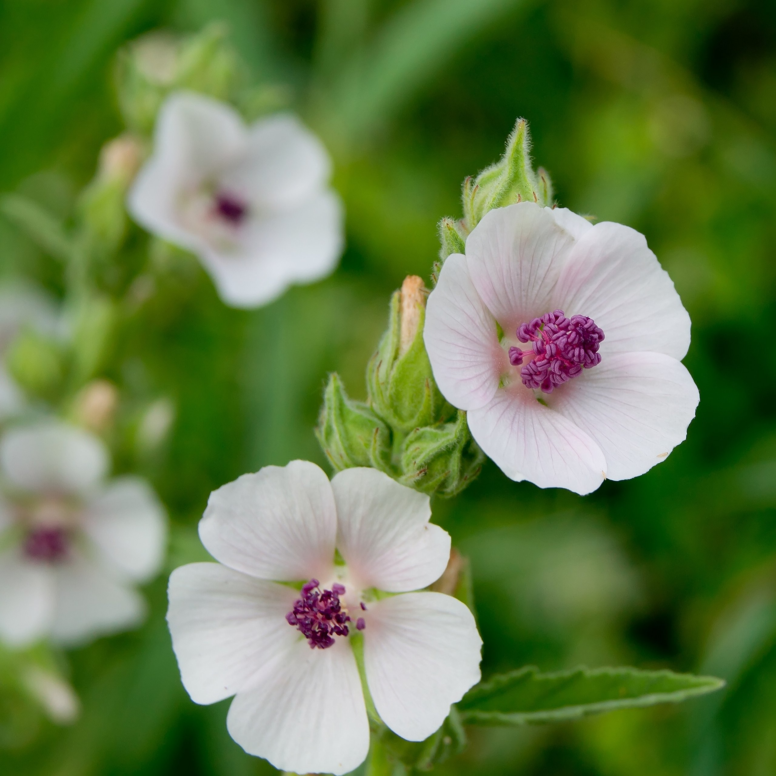 50 Marshmallow Seeds Althaea Officinalis – Perennial Herb, Medicinal & Culinary Uses, Pink Blooms, USA Seller