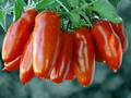 San Marzano Tomato Seeds | Heirloom Paste Tomato | Determinate | Non-GMO |  | Zones 3-10