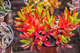 Crassula Campfire Cuttings - 3 Live 2" Unrooted Cuttings, Red Foliage, Perfect for Succulent Gardens, USDA Zones 9-11