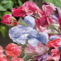 Streamer Mix Sweet Pea Seeds | 5-6 ft Vines | Fragrant Multicolor Blooms | Zones 1-10 | Non-GMO |
