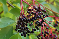 12 Elderberry Cuttings (6 York & 6 Adams) | 6-12" Hardwood Cuttings | Root Easily, Hardy in Zones 3-9 | Berry and Pollinator Bush Starter