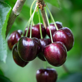 30 Fresh Black Cherry Tree Seeds - Sweet Fruit, Easy to Grow, Perfect for Home Gardens