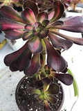 Aeonium Sunset Glow Cutting | Fresh 2.5" Head | Unique Succulent | Easy to Grow |