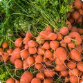 Parisian Carrot Seeds | Heirloom Non-GMO | Round Sweet Carrots | 60 Days to Harvest | USDA Zones 2-10 |