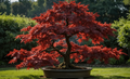 3 Japanese Maple Small Seedlings - Acer palmatum 'Bloodgood' - Stunning Red Foliage - Ideal for Bonsai & Gardens
