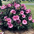 20 Pink Swamp Rose Mallow Seeds - Hardy Hibiscus (Hibiscus moscheutos) - 7 Ft Tall, Large 6-9" Flower
