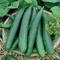 Metki Armenian Dark Green Cucumber Seeds - Heirloom, Non-GMO - 65 Days to Maturity - Bitter-Free & Crisp - USDA Zones 2-10 - Perfect for Salads