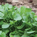 Upland Cress Seeds | Heirloom | Peppery Greens | Non-GMO |  | Zones 3-9