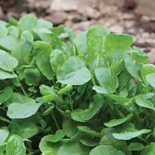 Upland Cress Seeds | Heirloom | Peppery Greens | Non-GMO |  | Zones 3-9