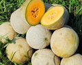 Edisto 47 Cantaloupe Seeds | Heirloom Non-GMO | Sweet Melon | Disease Resistant | 3-5 lbs Fruit | USDA Zones 2-10 |