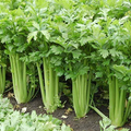 Giant Golden Pascal Celery Seeds | Non-GMO | 2-Foot Tall Stalks | Crisp & Flavorful | USDA Zones 2-10 |