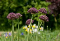 Allium Atropurpureum Bulbs - 6 Dark Purple Garlic Bulbs, Edible & Ornamental, Attracts Pollinators, USDA Zones 4-8