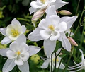 Crystal Star Columbine Seeds | 24-32" Tall | White Flowers | Attracts Hummingbirds | Zones 3-9 | Non-GMO |