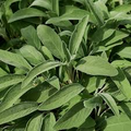 150 Broadleaf Sage Seeds – Non-GMO, Heirloom, Culinary, Perennial, Deer Resistant, , USA Seller