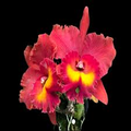 Cattleya Rlc Magician Red | Live Orchid Plant | Stunning Red Blooms | Tropical Seedling in 2B23 Pot | Indoor & Outdoor Beauty