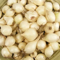 White Onion Sets – Naturally Grown, Non-GMO | 8 oz. (40-60 Bulbs) | Easy to Grow & Store | Shipping Now