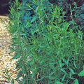 Russian Tarragon Seeds | Heirloom Herb | Licorice-Like Flavor | Non-GMO |  | Zones 3-9