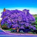 20 Jacaranda Fern Tree Seeds (Jacaranda mimosifolia) – Blue Flowers, Fast-Growing, 50ft Mature Height