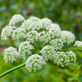 75 Seeds Heracleum Maximum | Cow Parsnip for Planting | Native Wildflower | Tall White Blooms | Pollinator-Friendly Perennial for Gardens