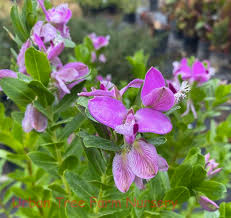 Polygala Myrtifolia Milkwort 6" Live Cuttings – 7 Sweet Pea Bush Plants, Evergreen Blooms, Fast Growing, Perennial Shrub