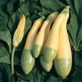 Zephyr Squash Seeds - 25+ Seeds - USA Grown - High Germination Rate - Easy to Grow - Summer Squash -  - Garden or Container
