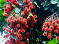 Red Rambutan Tree (Nephelium lappaceum) – Live Exotic Tropical Fruit Plant Vibrant 12”-24” Starter