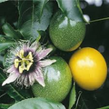 Passiflora Edulis Passion Fruit Vine – 12” Live Plant with Pot, Ready to Grow