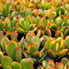 5 Crassula Ovata Hummel’s Sunset Cuttings - Golden Jade Plant Succulent - 3-4" Houseplant Starter