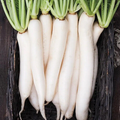 Miyashige Daikon Radish Seeds | Heirloom Japanese Radish | 12-18” Long | Mild & Crisp | 50 Days |