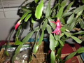 White Christmas Cactus Cuttings (4"-5") | 5 Unrooted Segments | Easy to Grow Holiday Plant | Schlumbergera Starter Plant