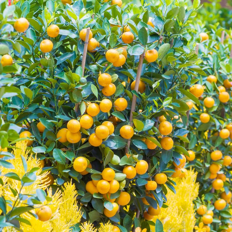 Live Calamansi Plant Tree | 8-12 inch Seedling | Citrus Tree for Indoor & Outdoor Growing | Tropical Fruit
