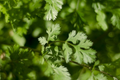 Leisure Cilantro Seeds | Heirloom - Non-GMO | 125 Seeds | Slow to Bolt | Culinary Herb | USDA Zones 3-9 |