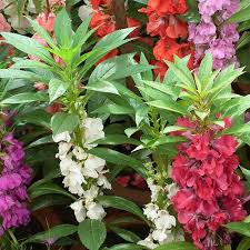 Tom Thumb Impatiens Seeds | Violet-Purple Blooms | Shade Tolerant | Non-GMO |  | Zones 3-10