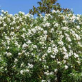 Oleander White Live Cuttings, 7 Unrooted 6” Plants, Fast-Growing Evergreen Shrub, Elegant White Flowers, USDA Zones 8-10