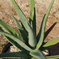 Rooted Aloe Vera Plant with Pot - Small Aloe Barbadensis Live Plant - Easy Care Succulent, Ready to Plant