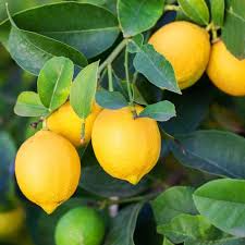 Lemon 'Eureka' Tree Seedling | 3–8" Tall | Citrus limon |  | Indoor & Outdoor