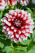 Dahlia Duet Tuber - Red & White Large Blooms, Perfect for Borders and Bouquets, USDA Zones 3-10