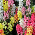 Magic Carpet Mix Snapdragon Seeds | 6-8 Inch Height | Multicolor Blooms | Non-GMO | Attracts Pollinators | USDA Zones 4-9