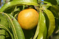 Grafted Cubano Mango Starter Plant Seedling -  Grown in Puerto Rico - Live Tropical Fruit Tree 3′-4′ Tall - Sweet, Juicy Cuban Mangoes