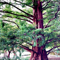 25 Dawn Redwood Tree Seeds (Metasequoia glyptostroboides) – Fast-Growing Hardy Bonsai, Fall Color, USDA Zones 5-8, Rare Garden Treasure