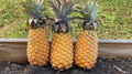 15 Antigua Black Pineapple Seeds – Homegrown Tropical Fruit, USA Grown, Sweet Pineapple –