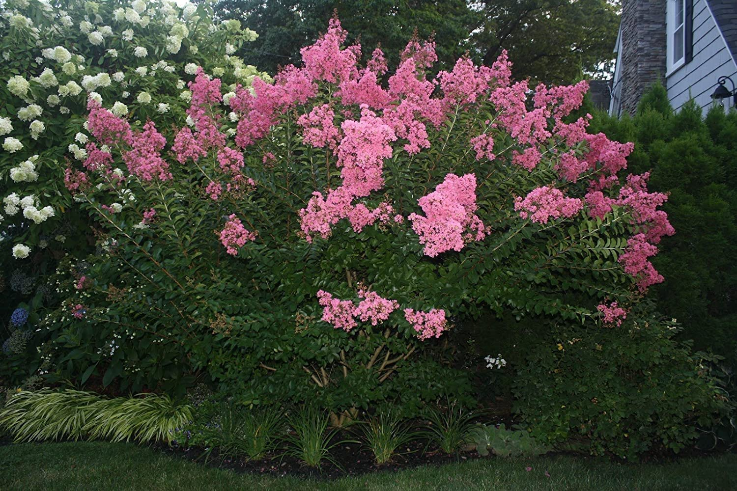 Dark Pink Crepe Myrtle Cuttings - 7 Live 6" Cuttings, Fast-Growing, Flowering Tree for Outdoor Gardens, USDA Zones 7-10