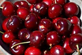 Lambert Cherry Tree Scion Cuttings x3 - Sweet Red Cherries, Great for Fresh Eating & Cooking