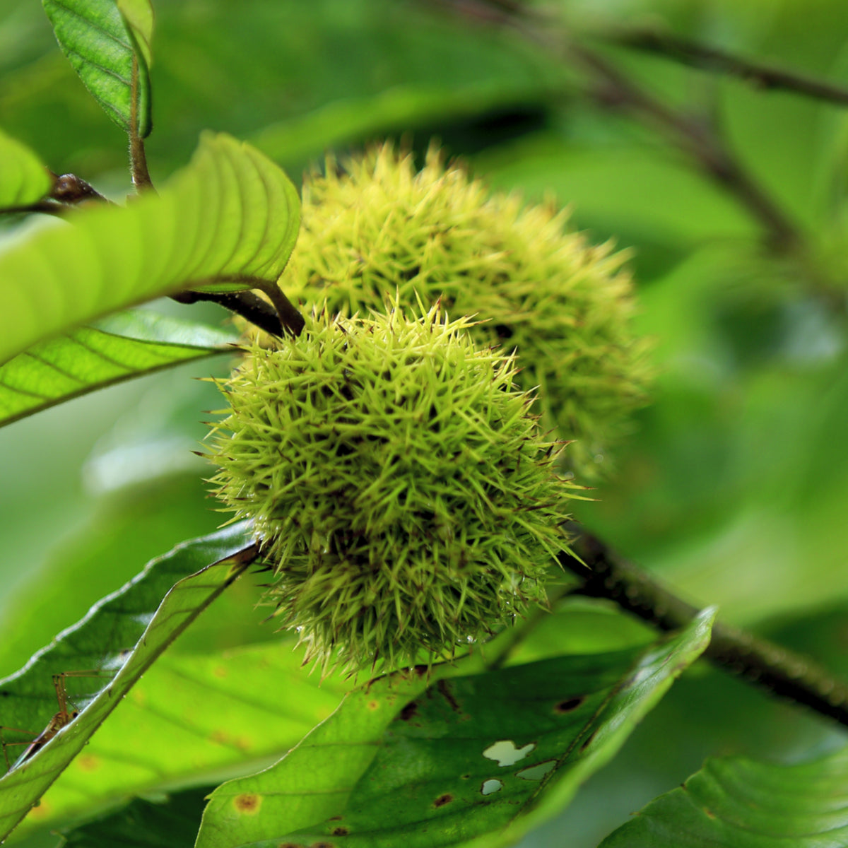 Chinese Chestnut Tree (2 Pack) – Live Bare Root Plant, Blight Resistant, Edible Nuts, Grows 40-60', Full Sun, Zones 3-9