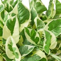 1 N’Joy Pothos Starter Plant Well-Rooted, 2-3 Leaves, 3-5 Inches Tall - Variegated Indoor Vine for Home & Office Decor