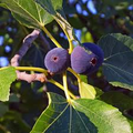 Magnolia Fig Tree | Ficus Carica | Fruiting Tree | Zones 7-10 | Blowout Price